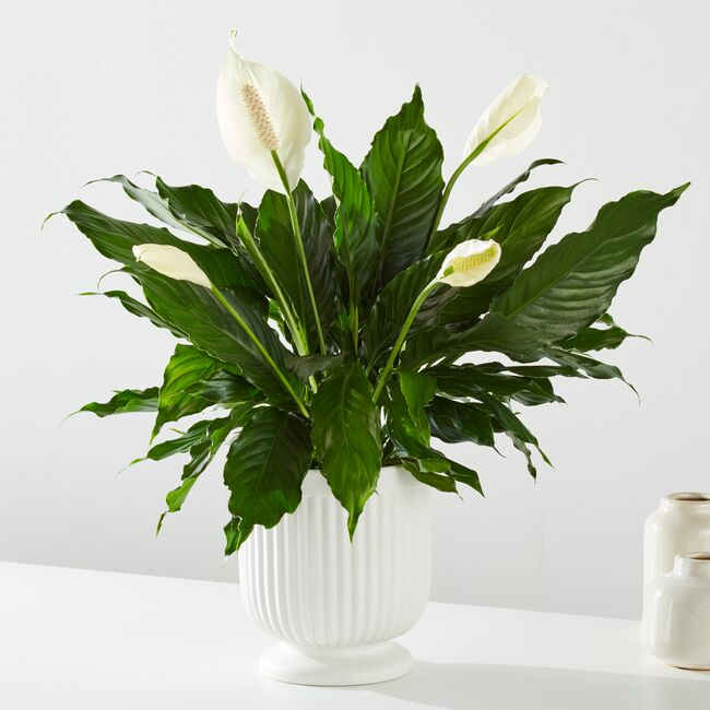 peace lily fake Sympathy Peace Lily Plant – Joy Blooms by Paula