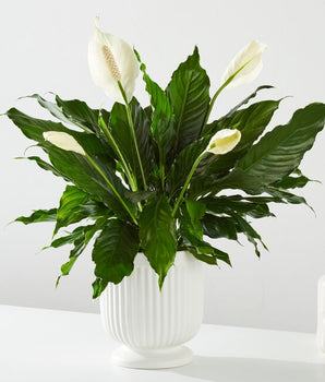 sympathy peace lily plant